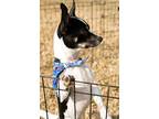 Micah And Pedro, Miniature Pinscher For Adoption In Helotes, Texas