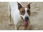 Diva, Bull Terrier For Adoption In Brooklyn, New York
