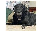 Brody, Labrador Retriever For Adoption In Detroit, Michigan