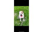 Serena, Labrador Retriever For Adoption In Oakville, Ontario