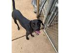 Moose, Labrador Retriever For Adoption In Shreveport, Louisiana