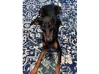 Divine, Doberman Pinscher For Adoption In Enterprise, Alabama