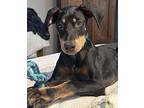 Shaquille, Doberman Pinscher For Adoption In Enterprise, Alabama