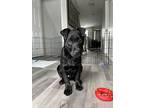 Hocus, Labrador Retriever For Adoption In Oakville, Ontario