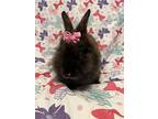 Petunia, Lionhead For Adoption In West Palm Beach, Florida