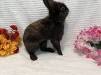 Darcy, Lionhead For Adoption In West Palm Beach, Florida