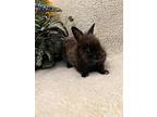 Rihanna, Lionhead For Adoption In West Palm Beach, Florida