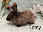 Betsey, Lionhead For Adoption In West Palm Beach, Florida