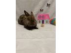 Cherry, Lionhead For Adoption In West Palm Beach, Florida
