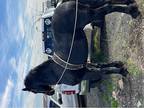Horse For Sale