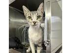 Adopt Gemma a Domestic Short Hair