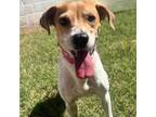 Adopt Leila a Terrier, Mixed Breed