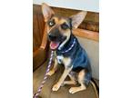 Adopt Zoey a Shepherd, Mixed Breed