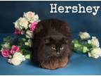 Adopt HERSHEY a Domestic Medium Hair