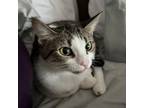Adopt Aurora a Domestic Short Hair