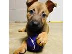 Adopt PD Pups_3 a Anatolian Shepherd