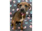 Adopt Amaretto a Labrador Retriever, Hound