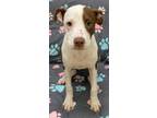 Adopt Biscotti a Labrador Retriever, Hound