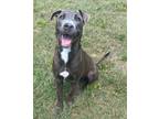 Adopt Rebecca a Blue Lacy
