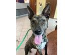 Adopt Molly a Dutch Shepherd