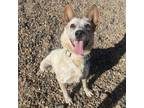 Adopt Ariel a Cattle Dog