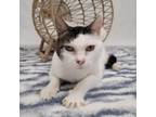 Adopt Winona a Domestic Short Hair