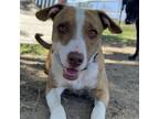 Adopt Lululemon a Basenji