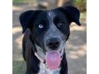 Adopt Betty Swanson a Australian Shepherd