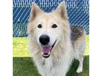 Adopt Bobbi a Rough Collie