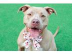 Adopt Peach a Pit Bull Terrier, Mastiff