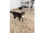Adopt Calamity Jane a Domestic Short Hair
