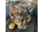 Adopt Tortitude a Domestic Short Hair