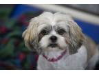 Adopt Carla a Lhasa Apso