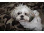 Adopt Corina a Lhasa Apso