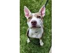 Adopt Blossom a Pit Bull Terrier, Mixed Breed