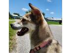Adopt July a Shiba Inu