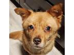 Adopt Ginger a Shiba Inu