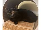 Adopt Sally a Domestic Short Hair