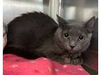 Adopt Grayson a Domestic Short Hair