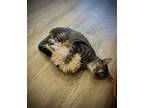 Adopt Zoopal a Domestic Short Hair