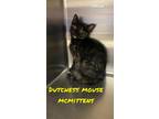 Adopt Dutchess Mouse McMittens a Domestic Short Hair
