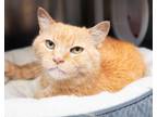 Adopt Maui a Domestic Short Hair