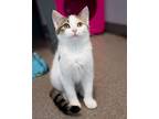 Adopt Liza a Domestic Short Hair