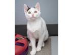Adopt Lyla a Domestic Short Hair
