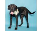 Adopt Jane a Labrador Retriever, Mixed Breed