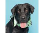 Adopt Crayola a Labrador Retriever, Mixed Breed