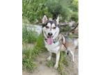 Adopt Sasha a Siberian Husky, Mixed Breed