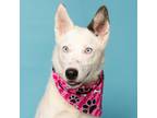 Adopt Sierra a Border Collie, Mixed Breed