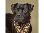 Adopt Zara a Pit Bull Terrier, Mixed Breed