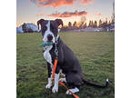 Adopt Susie a Labrador Retriever, Pit Bull Terrier